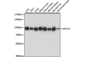 Western blot analysis of extracts of various cell lines, using L2 antibody (ABIN7265513) at 1:1000 dilution. (AFG3L2 抗体  (AA 538-797))
