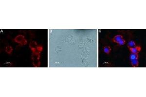 Expression of mGluR4 in rat PC12 cells - Cell surface detection of mGluR4 in live intact rat PC12 pheochromocytoma cells. (Metabotropic Glutamate Receptor 4 抗体  (Extracellular))
