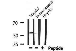 Western blot analysis of extracts from HepG2,mouse muscle, using IKZF1 Antibody. (IKZF1 抗体  (Internal Region))