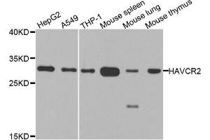 Western blot analysis of extracts of various cell lines, using HAVCR2 antibody. (TIM3 抗体  (AA 22-202))