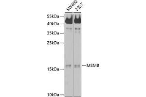 Western blot analysis of extracts of various cell lines, using MSMB antibody (ABIN6132566, ABIN6144075, ABIN6144077 and ABIN6214225) at 1:1000 dilution. (MSMB 抗体  (AA 30-114))