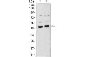Western blot analysis using BMP4 mouse mAb against A549 (1) and C6 (2) cell lysate. (BMP4 抗体  (AA 277-408))
