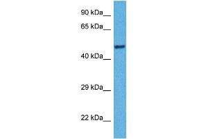 Host:  Rabbit  Target Name:  TDO2  Sample Tissue:  Human HepG2 Whole Cell  Antibody Dilution:  1ug/ml