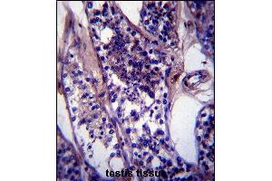 CCDC99 Antibody (C-term) (ABIN657427 and ABIN2846461) immunohistochemistry analysis in formalin fixed and paraffin embedded human testis tissue followed by peroxidase conjugation of the secondary antibody and DAB staining. (CCDC99 抗体  (C-Term))