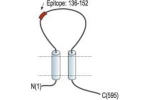 Representative domain view of the target of ABIN7043582.