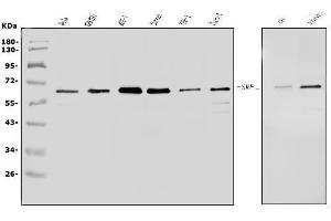 Western blot analysis of Serum Response Factor/SRF using anti-Serum Response Factor/SRF antibody (ABIN7600144).