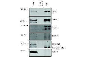 Immunoprecipitation (IP) image for anti-Vacuolar Protein Sorting 35 (VPS35) antibody (Biotin) (ABIN6932920)