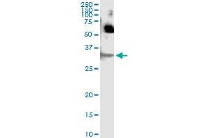 Western Blotting (WB) image for anti-Stratifin (SFN) (AA 1-248) antibody (ABIN561091)