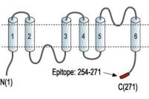 Representative domain view of the target of ABIN7884765.