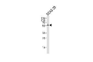 Western blot analysis of lysate from BEAS 2B cell line, using CYP2S1 Antibody (C-term) (ABIN656566 and ABIN2845826). (CYP2S1 抗体  (C-Term))