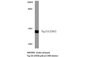 Western blot (WB) analysis of Tsg 101 antibody in extracts from HEK293A cells. (TSG101 抗体)