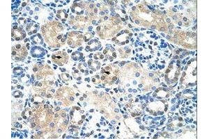 Image no. 1 for anti-Immediate Early Response 2 (IER2) (AA 46-95) antibody (ABIN6736302) (IER2 抗体  (AA 46-95))