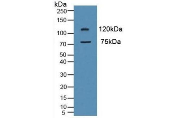 Myeloperoxidase 抗体  (AA 134-263)