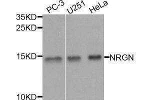 Western blot analysis of extracts of various cell lines, using NRGN antibody. (Neurogranin 抗体)