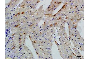 Formalin-fixed and paraffin embedded mouse heart tissue  (ABIN723905)  at 1: 200 followed by incubation with conjugated secondary antibody and DAB staining. (BTG2 抗体  (AA 31-110))