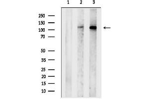 Western blot analysis of lysates from various samples, using JAK2 Antibody.