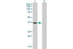 Western Blot analysis of WDR68 expression in transfected 293T cell line by WDR68 MaxPab polyclonal antibody. (DCAF7 抗体  (AA 1-342))