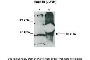 Lanes:  Lane1: 40 ug tobacco hornworm larvae intestine lysate Lane2: 100 ug tobacco hornworm larvae intestine lysate Primary Antibody Dilution:  1:1000 Secondary Antibody:  Goat anti-rabbit HRP Secondary Antibody Dilution:  1:10000 Gene Name:  Mapk10(JUNK) Submitted by:  Dra. (MAPK10 抗体  (N-Term))