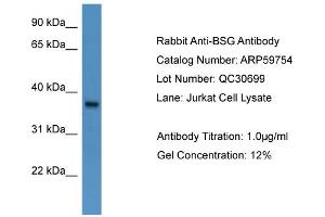 WB Suggested Anti-BSG  Antibody Titration: 0. (CD147 抗体  (N-Term))