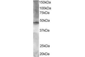 Image no. 1 for anti-Zinc Finger Protein 36, C3H Type-Like 2 (ZFP36L2) (C-Term) antibody (ABIN374272) (ZFP36L2 抗体  (C-Term))