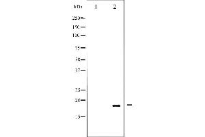 Western blot analysis of Pin1 phosphorylation expression in Insulin treated COS7 whole cell lysates,The lane on the left is treated with the antigen-specific peptide. (PIN1 抗体  (pSer16))