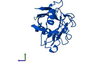 AlphaFold protein structure predicition of Human Recombinant PPIAL4C Protein, UniprotID A0A0B4J2A2