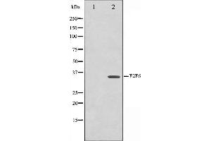 Western blot analysis on HepG2 cell lysate using E2F6 Antibody,The lane on the left is treated with the antigen-specific peptide. (E2F6 抗体  (Internal Region))