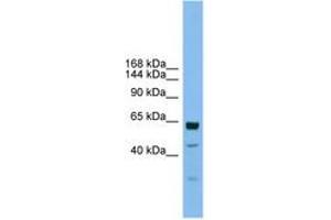 Image no. 1 for anti-Uromodulin-Like 1 (UMODL1) (AA 1115-1164) antibody (ABIN6744775) (UMODL1 抗体  (AA 1115-1164))