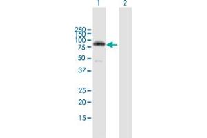 Western Blot analysis of PRKCH expression in transfected 293T cell line by PRKCH MaxPab polyclonal antibody. (PKC eta 抗体  (AA 1-683))