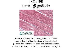 Image no. 2 for anti-Insulin-Degrading Enzyme (IDE) (Internal Region) antibody (ABIN1735761) (IDE 抗体  (Internal Region))