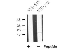 Western blot analysis of MRAP using NIH-3T3 whole cell lysates (MRAP 抗体  (Internal Region))