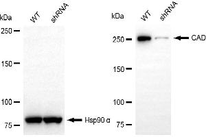 Western blotting analysis using CAD antibody (ABIN7797866). (Recombinant CAD 抗体)