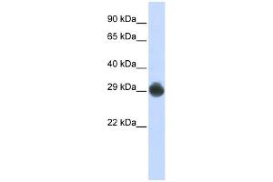 WB Suggested Anti-KITLG Antibody Titration:  0. (KIT Ligand 抗体  (Middle Region))