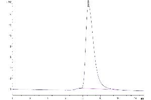 The purity of Cynomolgus Fc gamma RIIA is greater than 95 % as determined by SEC-HPLC. (FCGR2A Protein (AA 28-208) (His tag))