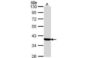 WB Image Sample (30 ug of whole cell lysate) A: A431 , 10% SDS PAGE antibody diluted at 1:1000 (Cortisol Binding Globulin 抗体  (Center))