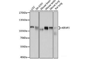 Western blot analysis of extracts of various cell lines using KIFAP3 Polyclonal Antibody at dilution of 1:1000. (KIFAP3 抗体)