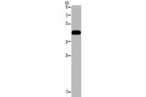 Western Blotting (WB) image for anti-Potassium Channel Subfamily K Member 13 (KCNK13) antibody (ABIN2430347) (KCNK13 抗体)