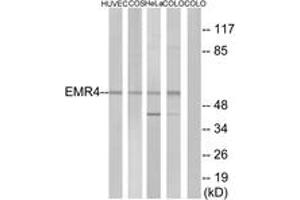 Western blot analysis of extracts from HuvEc cells/COS7 cells/HeLa cells/COLO205 cells, using EMR4 Antibody. (EMR4 抗体  (AA 101-150))