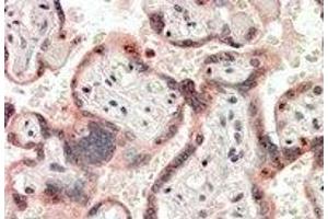 Immunohistochemistry: CRIPTO Antibody staining of Paraffin Embedded Human Placenta at 3. (TDGF1 抗体  (Internal Region))