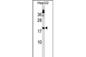 LHFP Antibody (N-term) (ABIN1539177 and ABIN2849517) western blot analysis in HepG2 cell line lysates (35 μg/lane). (LHFP 抗体  (N-Term))