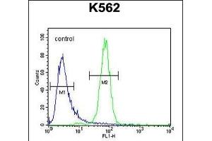 C6orf58 Antibody (Center) (ABIN653979 and ABIN2843925) flow cytometric analysis of K562 cells (right histogram) compared to a negative control cell (left histogram). (C6ORF58 抗体  (AA 205-233))