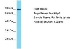 Image no. 1 for anti-C-Jun-Amino-Terminal Kinase-Interacting Protein 2 (JIP-2) (AA 307-356) antibody (ABIN6750348) (IB2 抗体  (AA 307-356))