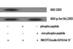 Western Blotting (WB) image for anti-BCL2-Associated Agonist of Cell Death (BAD) (pSer136) antibody (ABIN3181928) (BAD 抗体  (pSer136))