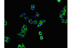 Immunofluorescent analysis of HepG2 cells using ABIN7150038 at dilution of 1:100 and Alexa Fluor 488-congugated AffiniPure Goat Anti-Rabbit IgG(H+L) (ADAM12 抗体  (AA 730-909))