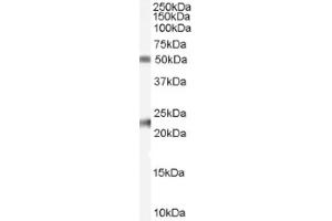 Image no. 1 for anti-Fibulin 5 (FBLN5) (C-Term), (Internal Region) antibody (ABIN374733) (Fibulin 5 抗体  (C-Term, Internal Region))