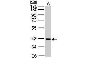 WB Image Sample (30 ug of whole cell lysate) A: A431 , 12 % SDS PAGE antibody diluted at 1:1000 (JAM2 抗体)