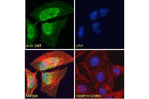 ABIN190863 Immunofluorescence analysis of paraformaldehyde fixed HeLa cells, permeabilized with 0. (OGT 抗体  (Internal Region))