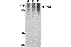 Western Blotting (WB) image for anti-NLR Family, CARD Domain Containing 4 (NLRC4) (C-Term) antibody (ABIN1030441) (NLRC4 抗体  (C-Term))