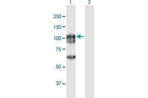 Western Blot analysis of CAGE1 expression in transfected 293T cell line by CAGE1 MaxPab polyclonal antibody. (CAGE1 抗体  (AA 1-700))