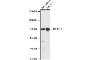 Western blot analysis of extracts of various cell lines, using DC antibody (ABIN7266682) at 1:1000 dilution. (DCAF17 抗体  (AA 235-335))